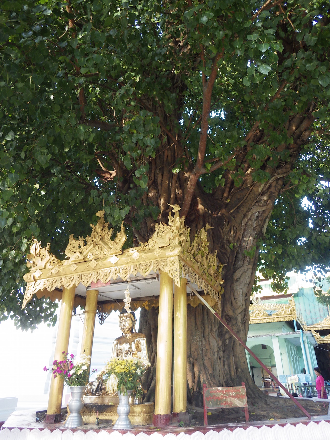 シュエダゴン・パゴダの菩提樹