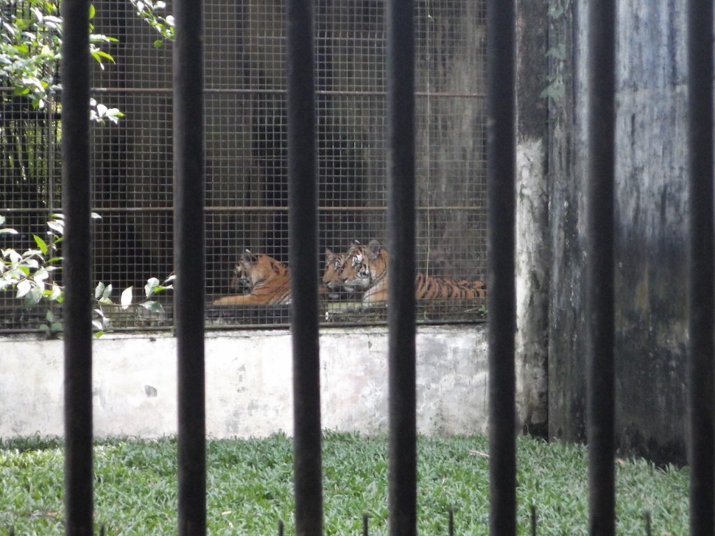 ミャンマー動物園